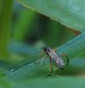 Exetastes calobatus